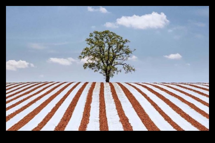 צילום כפרי לוכד את הקסם של הכפר 3 זוהר כפרי: חוגגים את הקסם הכפרי עם סגנונות צילום כפריים