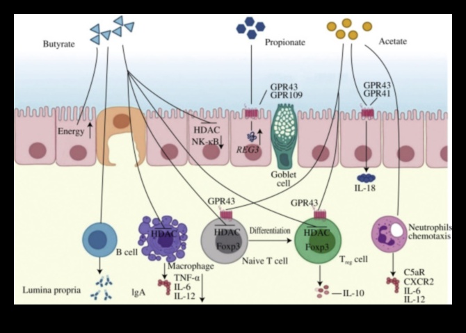 צמחונות והמיקרוביום: מה הקשר?