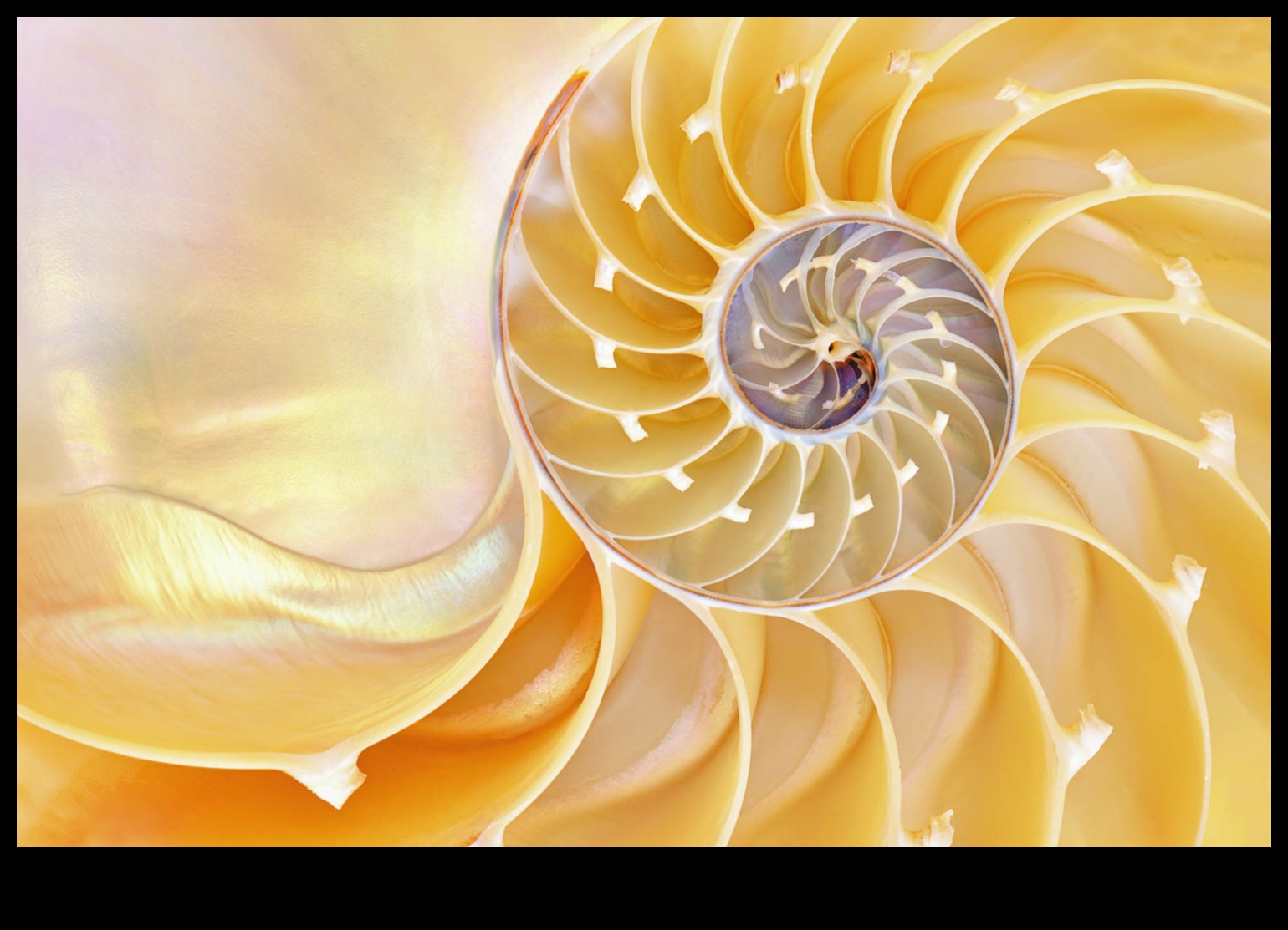 סימפוניה מיקרוקוסמית: חיבור יצירות מופת חזותיות עם עדשות מאקרו