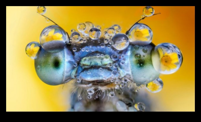 כרוניקות של מפגש קרוב: שקוע בתענוגות של צילום מאקרו