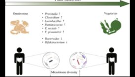 המעי הצמחוני מה ההבדל 5 צמחונות והמיקרוביום: מה הקשר?