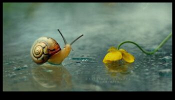 כרוניקות של מפגש קרוב: שקוע בתענוגות של צילום מאקרו