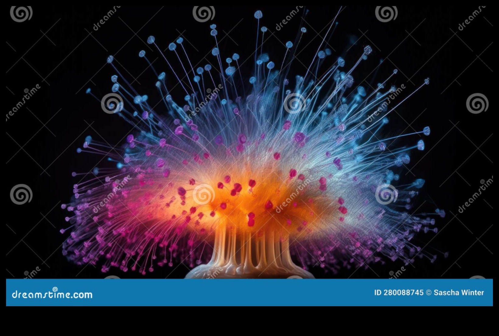 סימפוניה מיקרוקוסמית: חיבור יצירות מופת חזותיות עם עדשות מאקרו